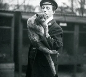 Keeper, Leslie Martin Flewin, con un Kinkajou allo Zoo di Londra, febbraio 1913